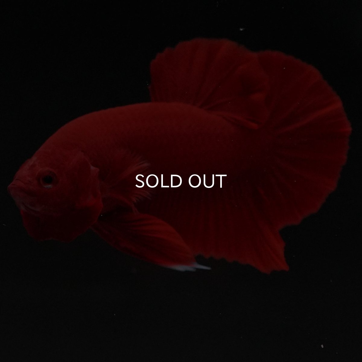 画像8: HMPK　ソリッドレッド (8)