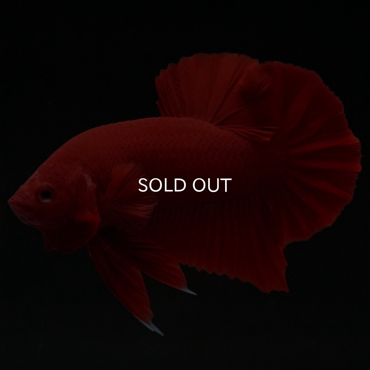 画像7: HMPK　ソリッドレッド (7)