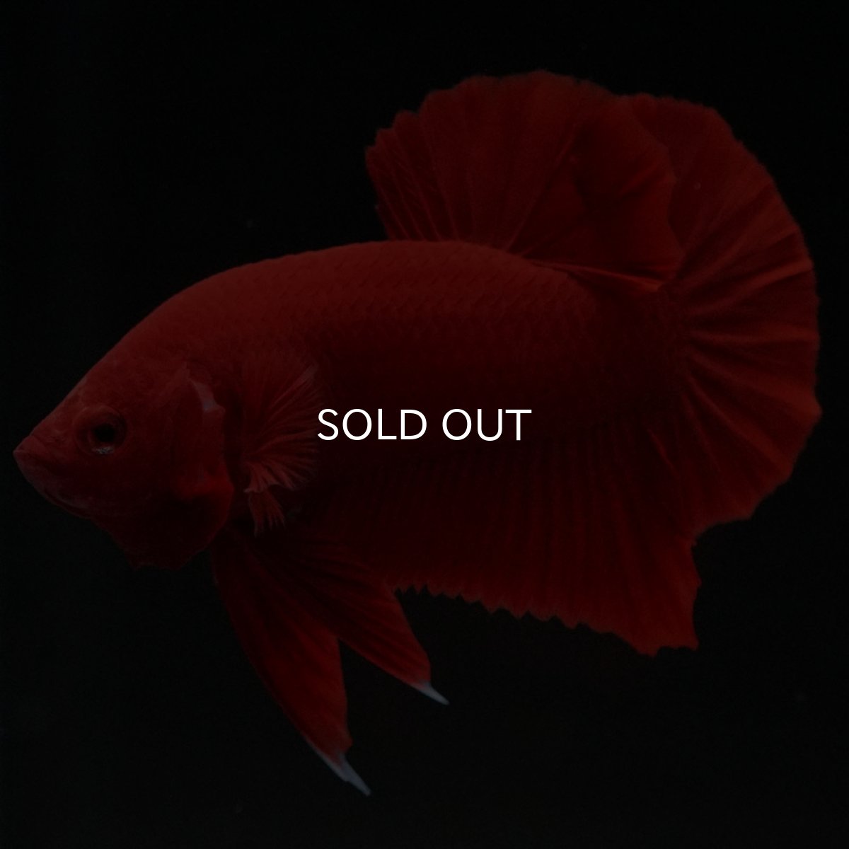 画像6: HMPK　ソリッドレッド (6)