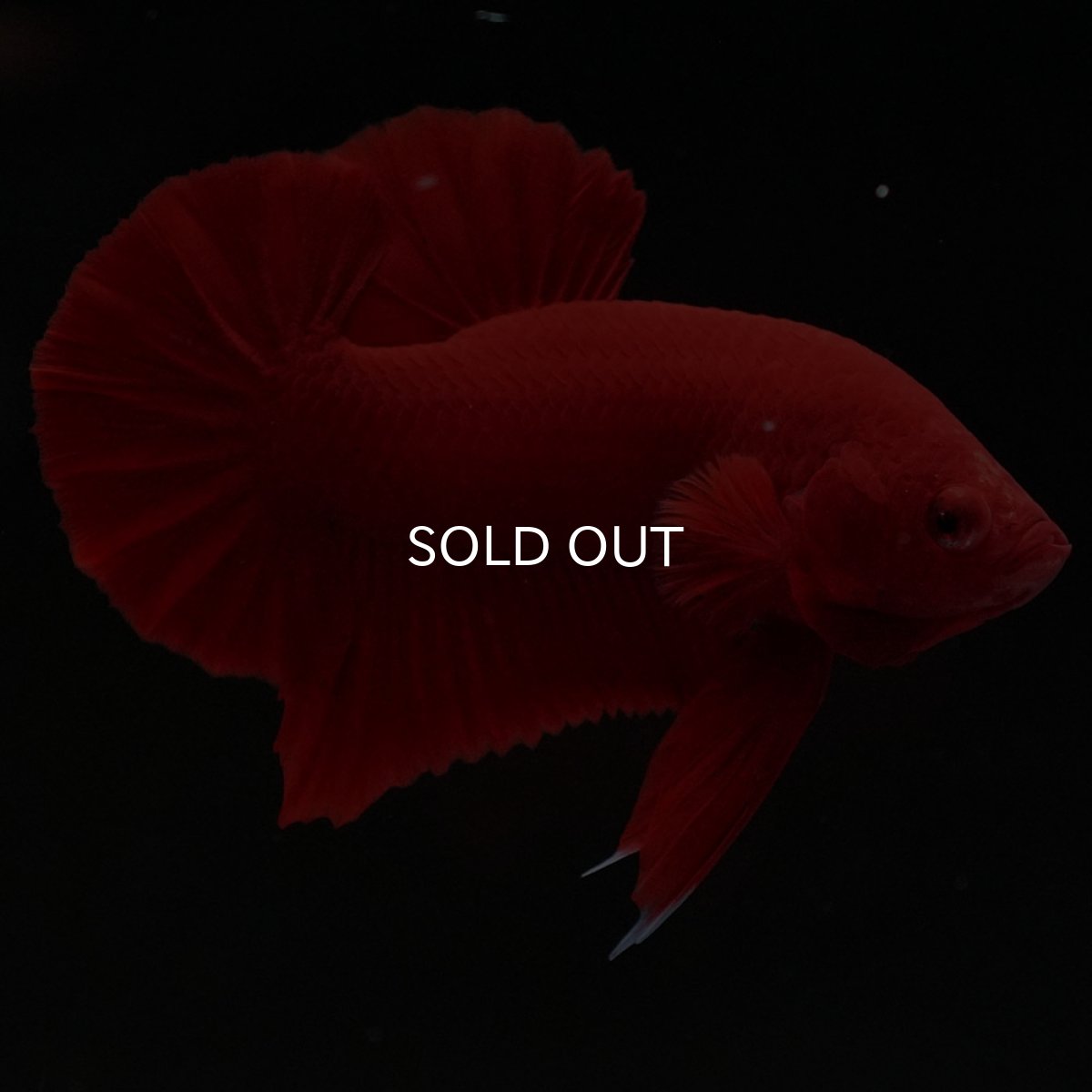 画像5: HMPK　ソリッドレッド (5)