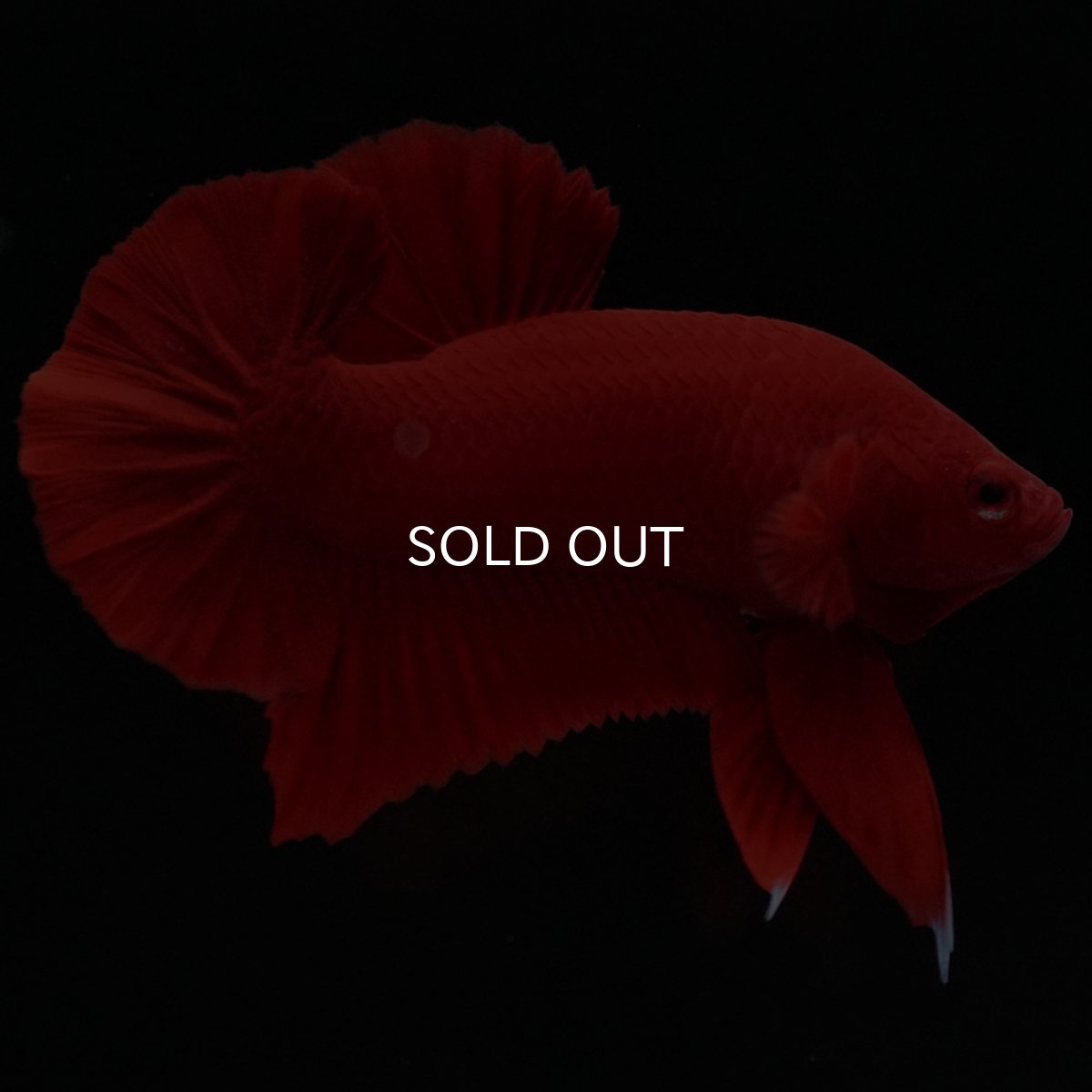 画像3: HMPK　ソリッドレッド (3)