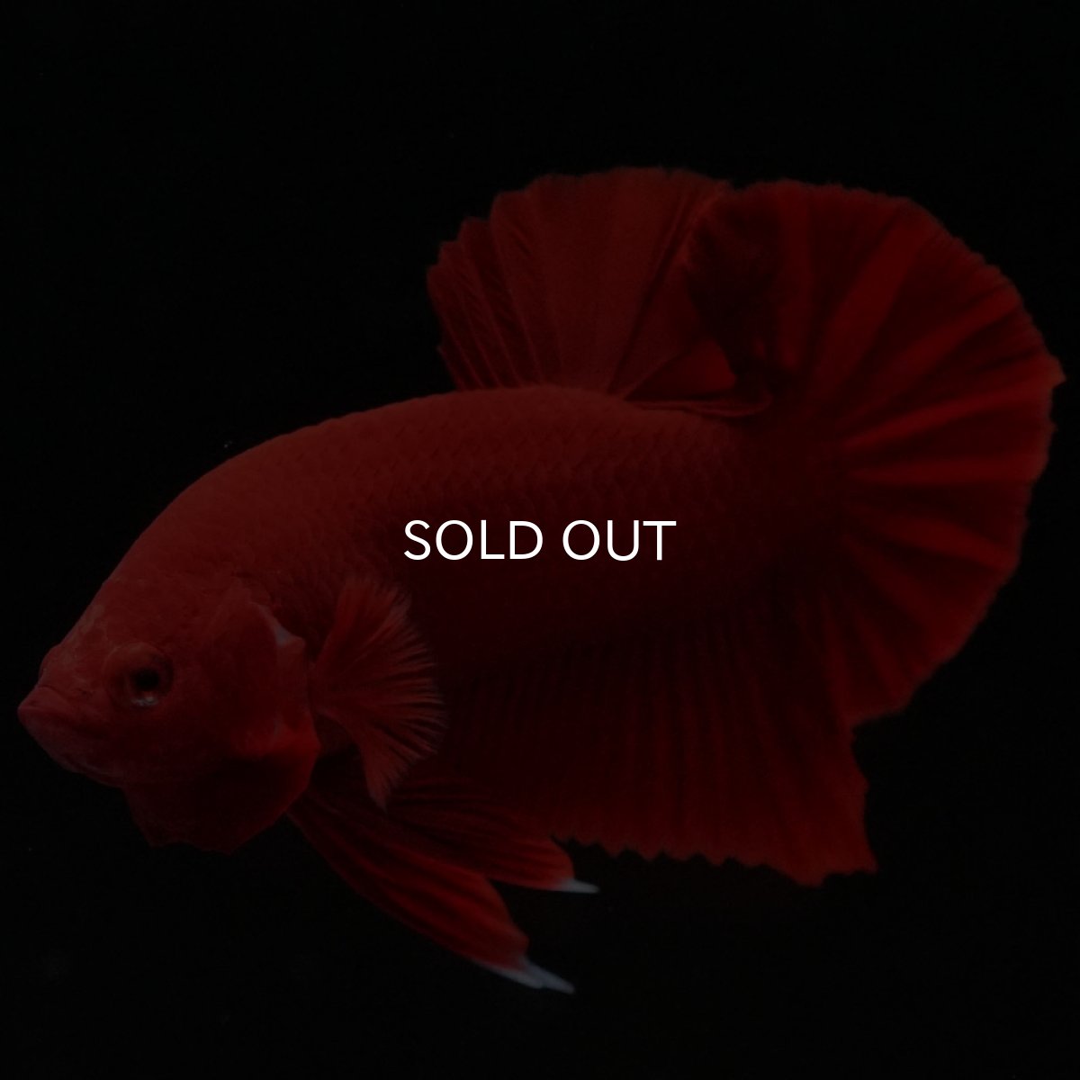 画像2: HMPK　ソリッドレッド (2)