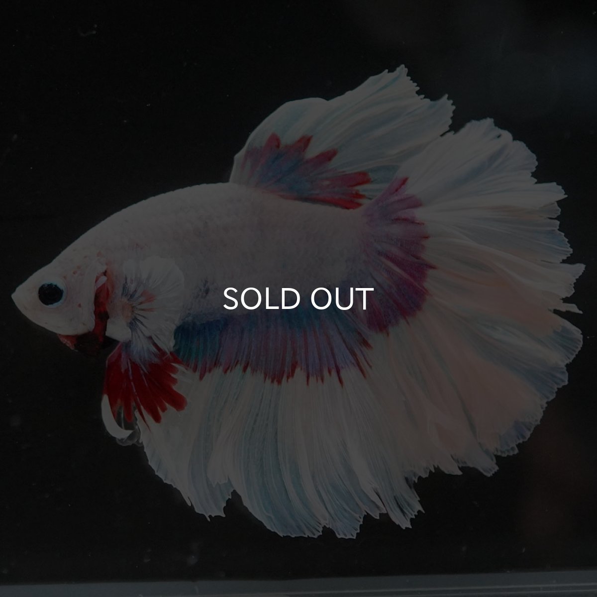 画像5: HM ラベンダーバタフライ ローズテール (5)