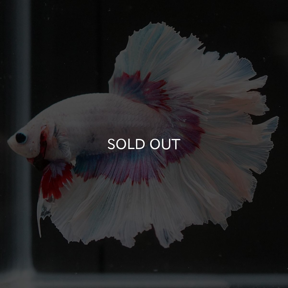 画像2: HM ラベンダーバタフライ ローズテール (2)