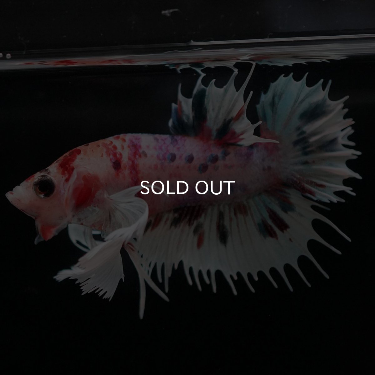 画像4: CTPKダンボ キャンディ (4)