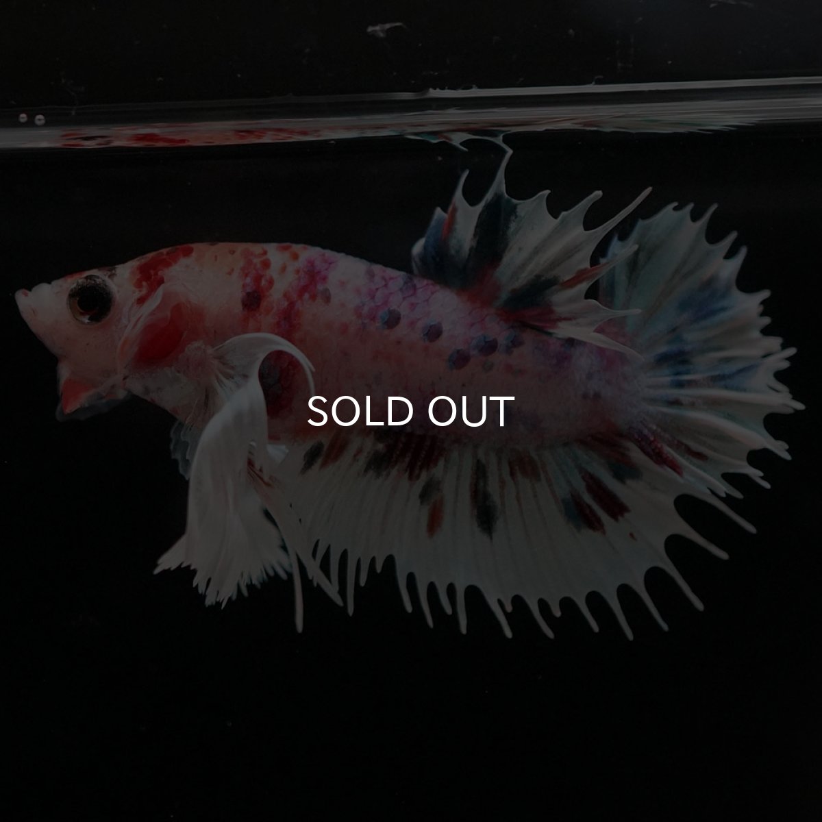 画像8: CTPKダンボ キャンディ (8)