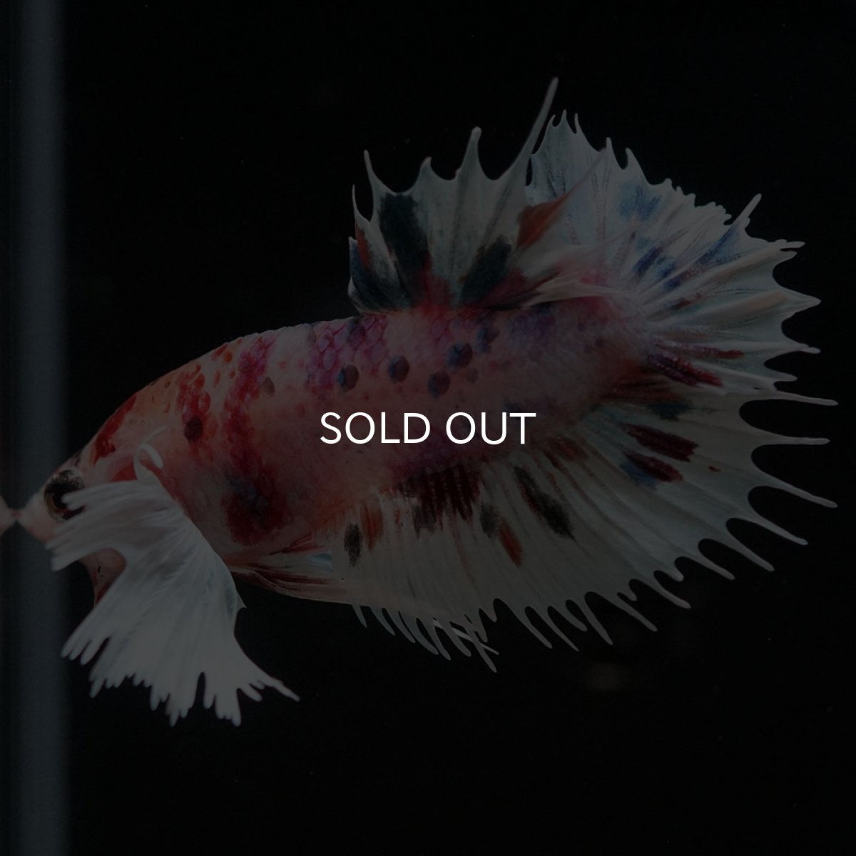 画像6: CTPKダンボ キャンディ (6)