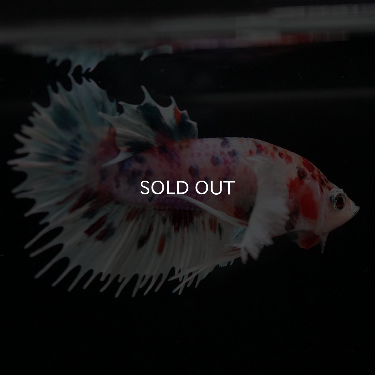 画像7: CTPKダンボ キャンディ (7)