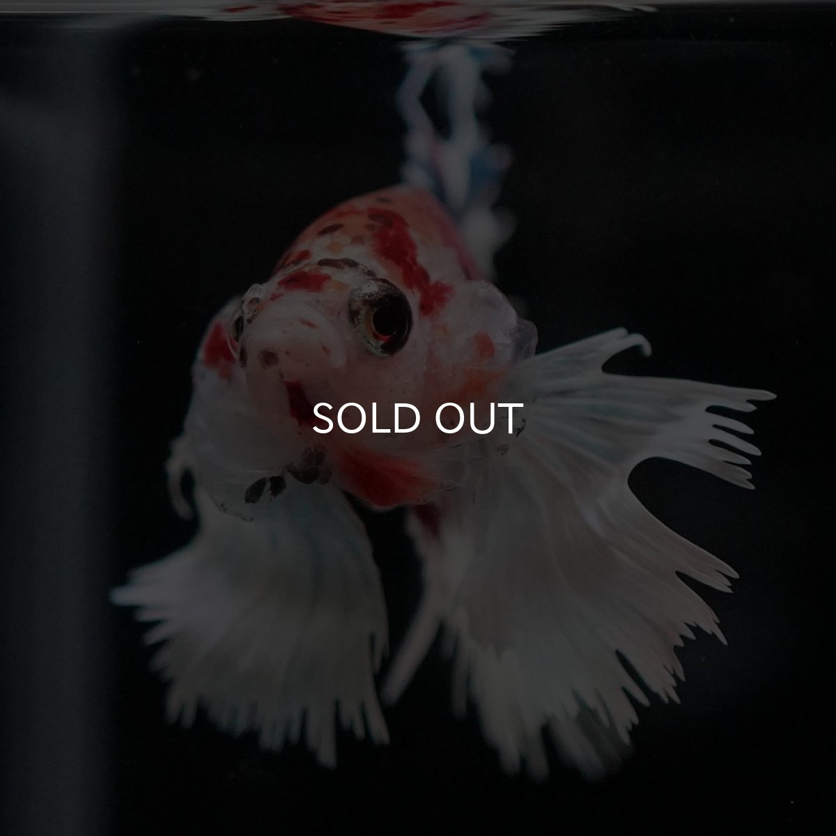 画像3: CTPKダンボ キャンディ (3)