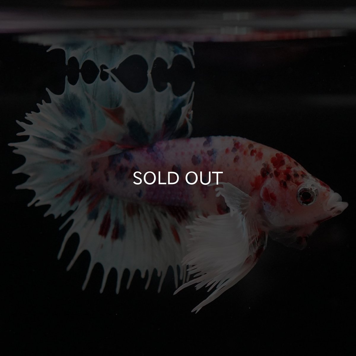 画像2: CTPKダンボ キャンディ (2)