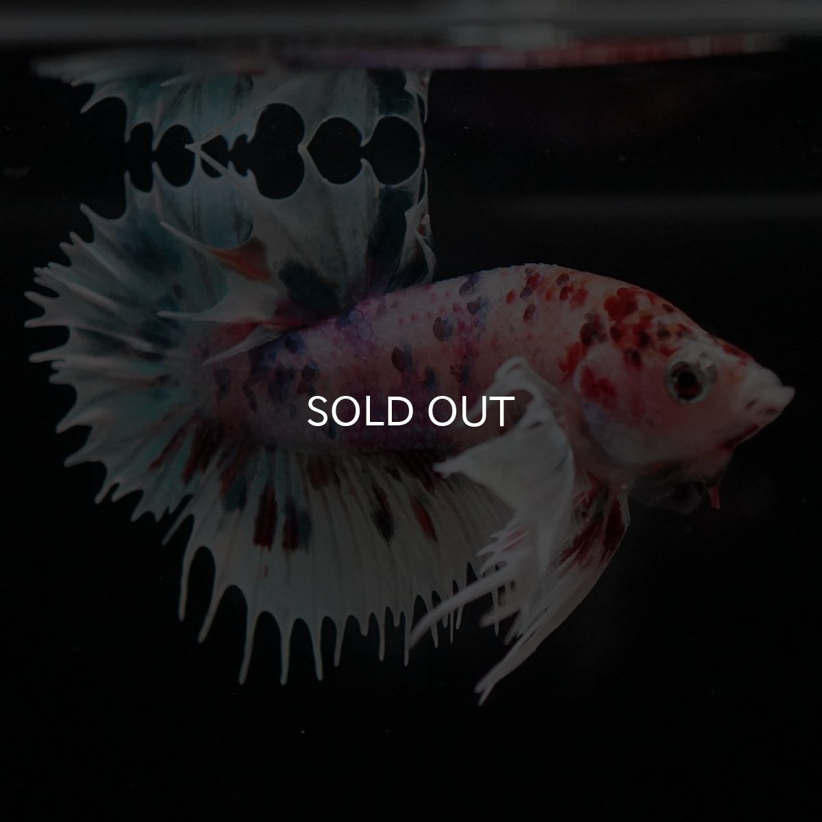 画像5: CTPKダンボ キャンディ (5)