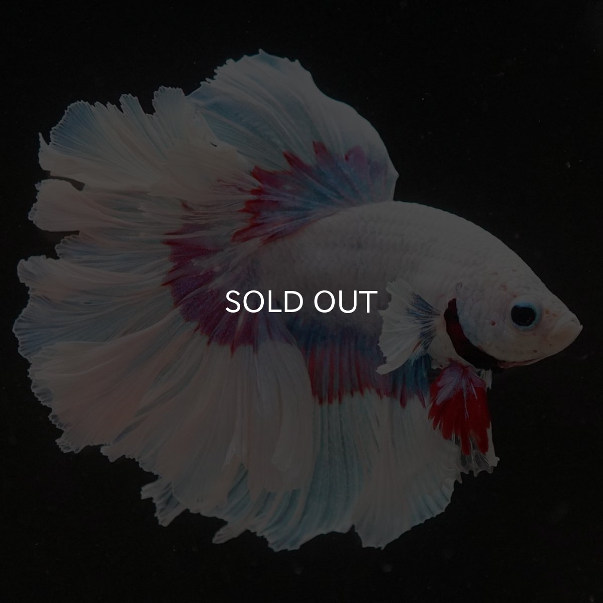 画像3: HM ラベンダーバタフライ ローズテール (3)