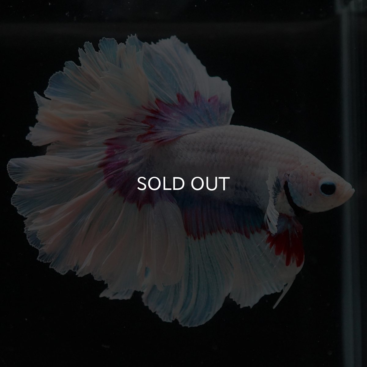 画像4: HM ラベンダーバタフライ ローズテール (4)