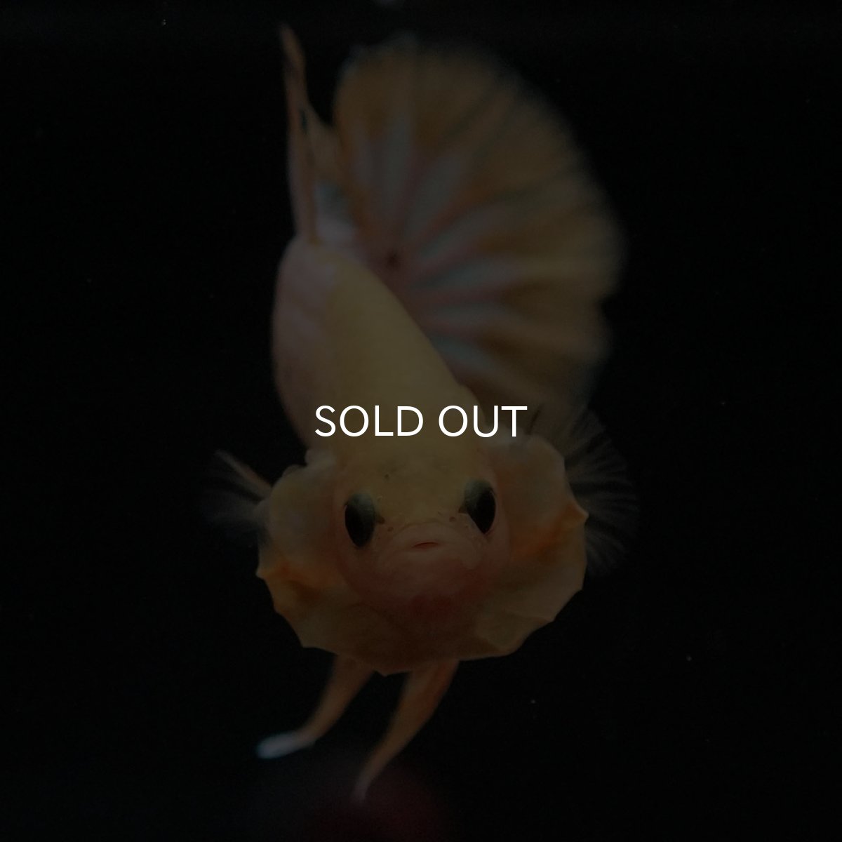 画像3: HMPK　イエローファンシー (3)