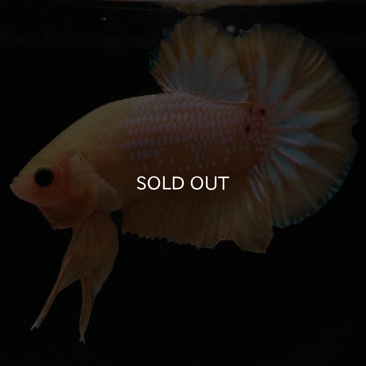 画像2: HMPK　イエローファンシー (2)