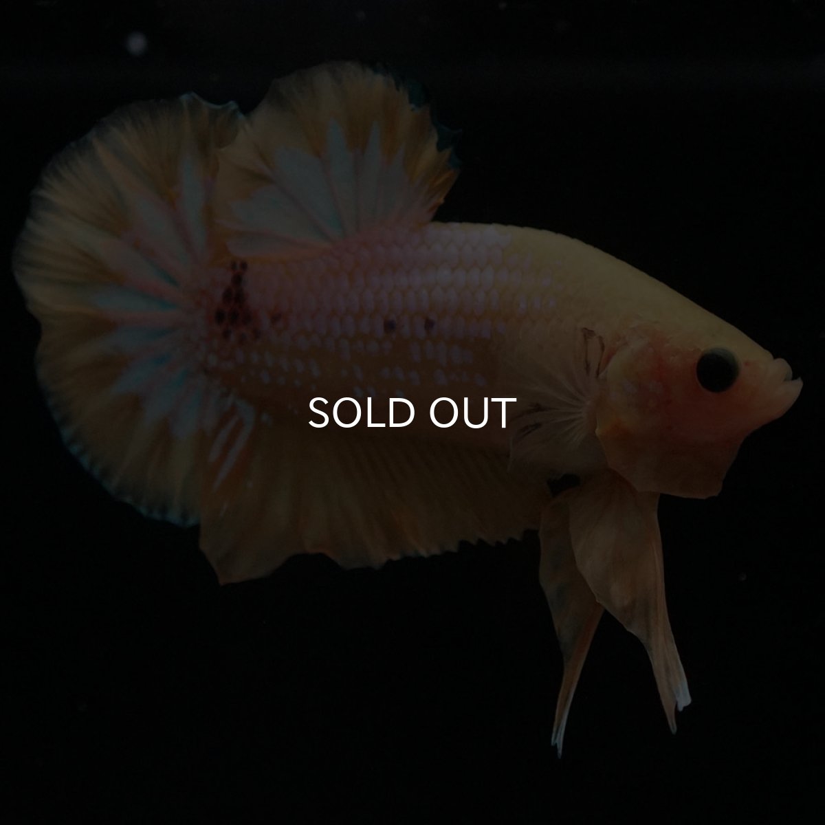 画像4: HMPK　イエローファンシー (4)