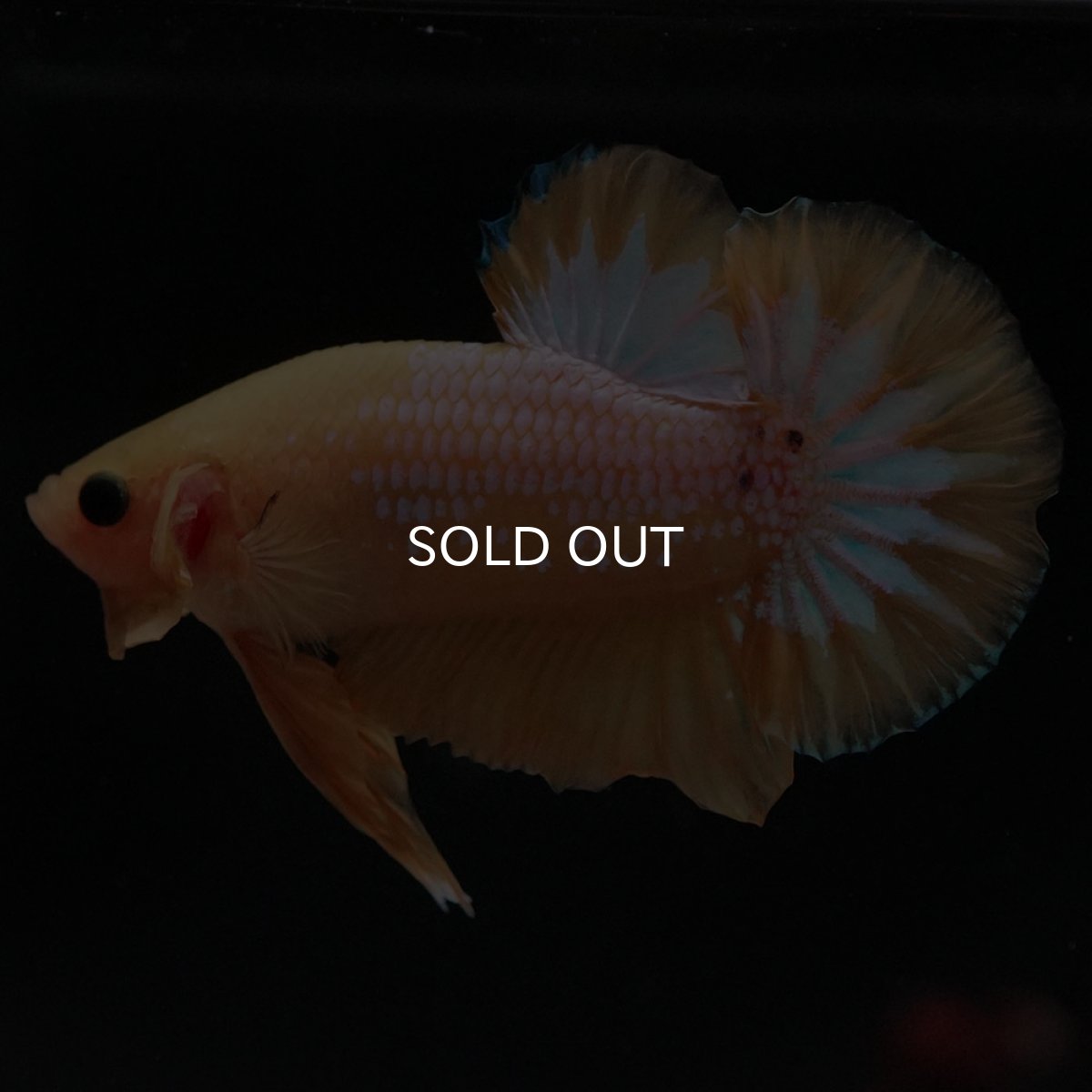 画像8: HMPK　イエローファンシー (8)