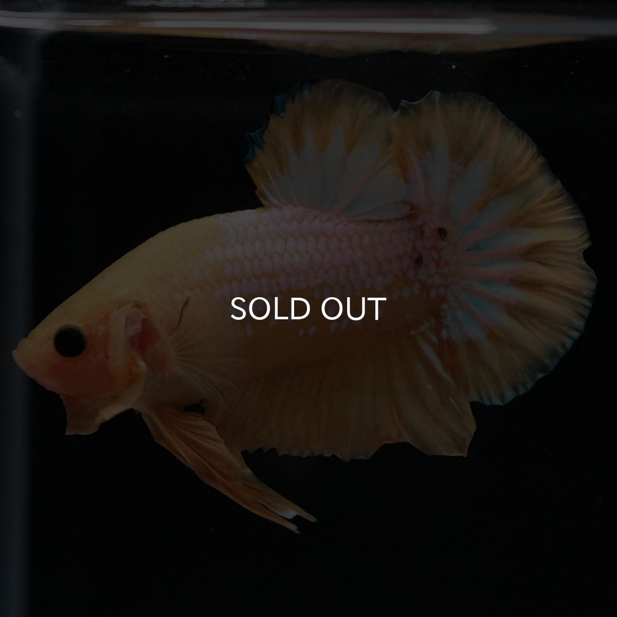 画像7: HMPK　イエローファンシー (7)