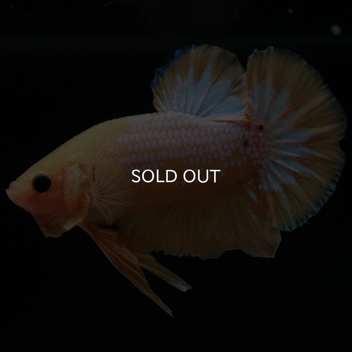 画像5: HMPK　イエローファンシー (5)