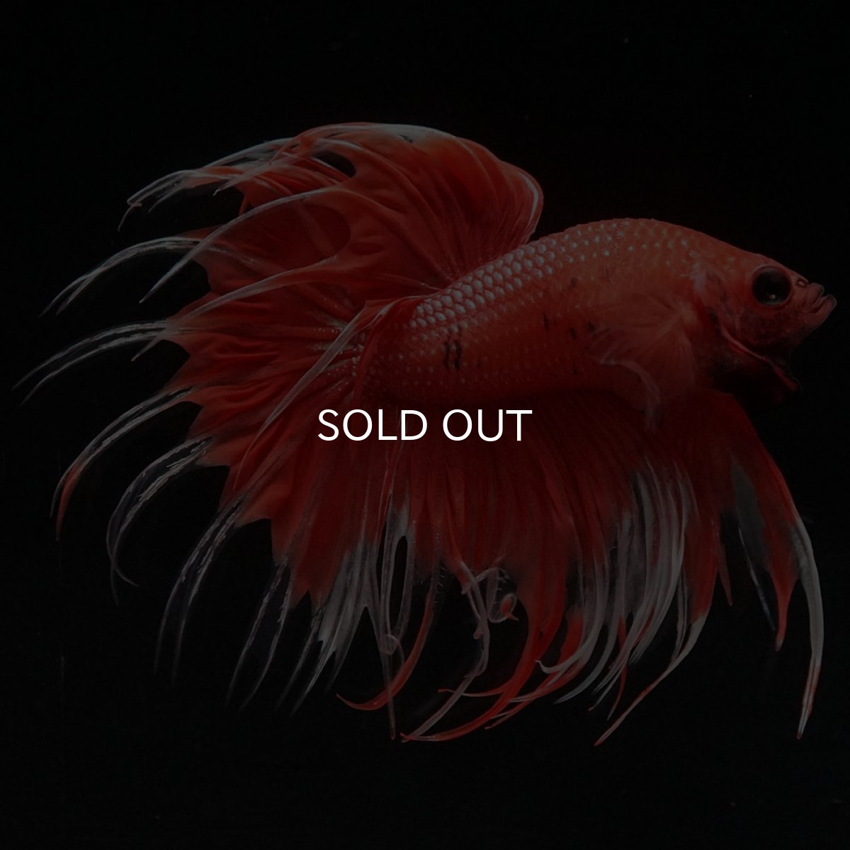 画像6: CT オレンジファンシー (6)