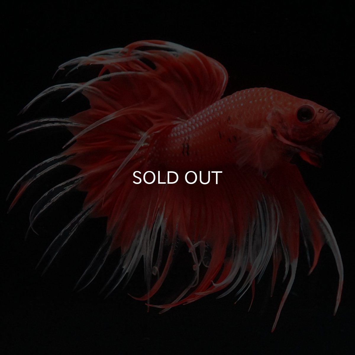 画像4: CT オレンジファンシー (4)