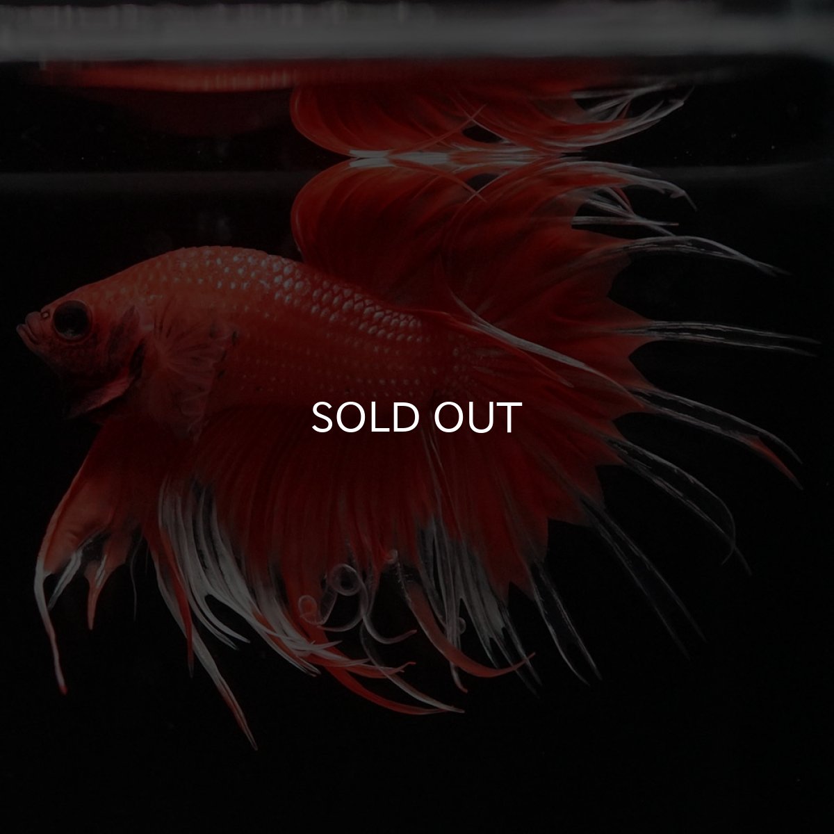 画像8: CT オレンジファンシー (8)