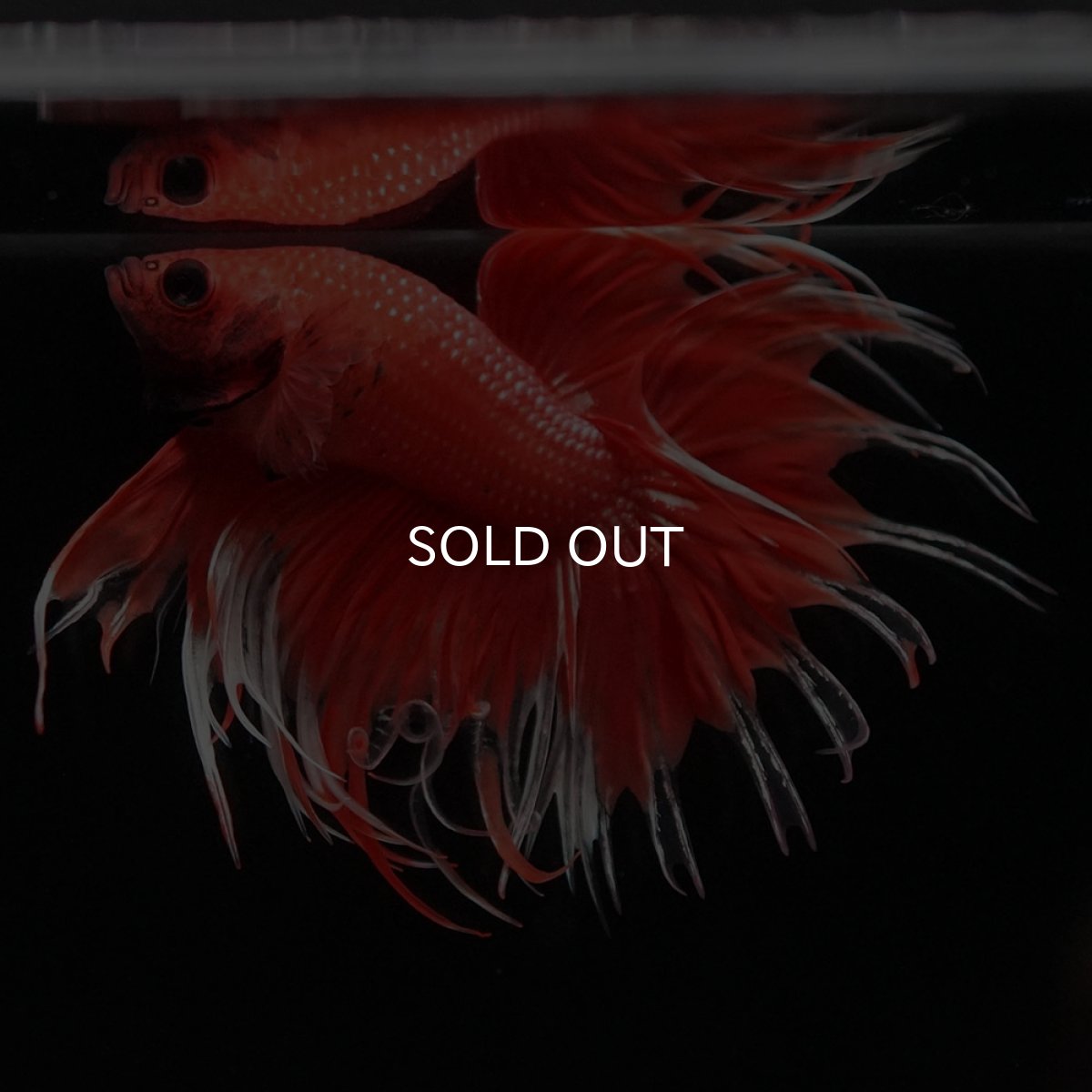 画像7: CT オレンジファンシー (7)