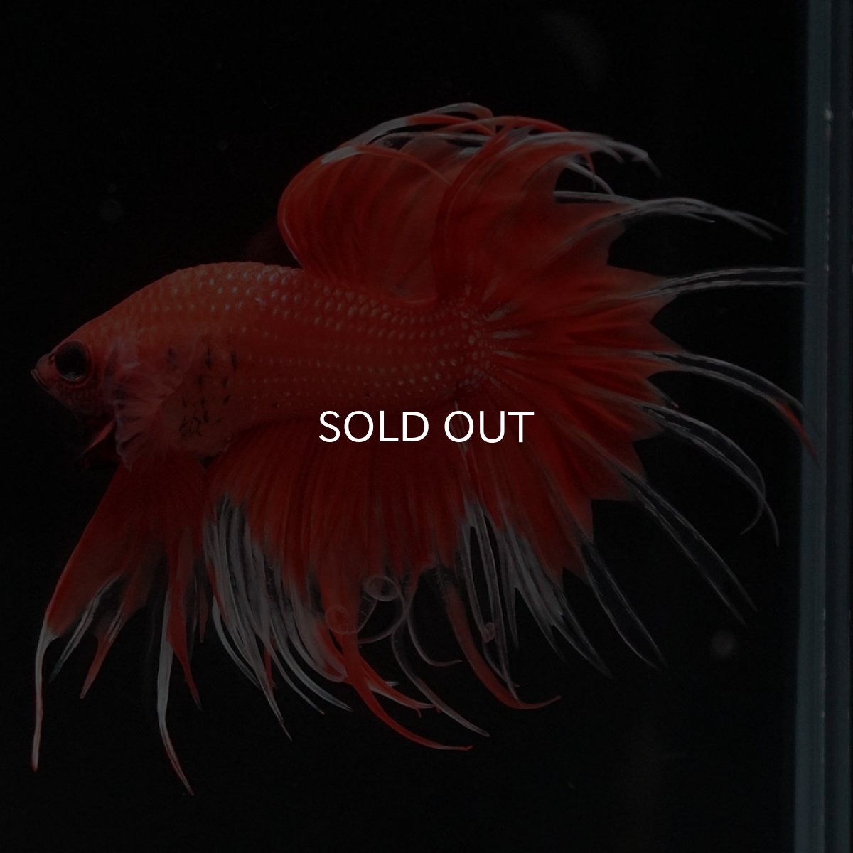 画像5: CT オレンジファンシー (5)