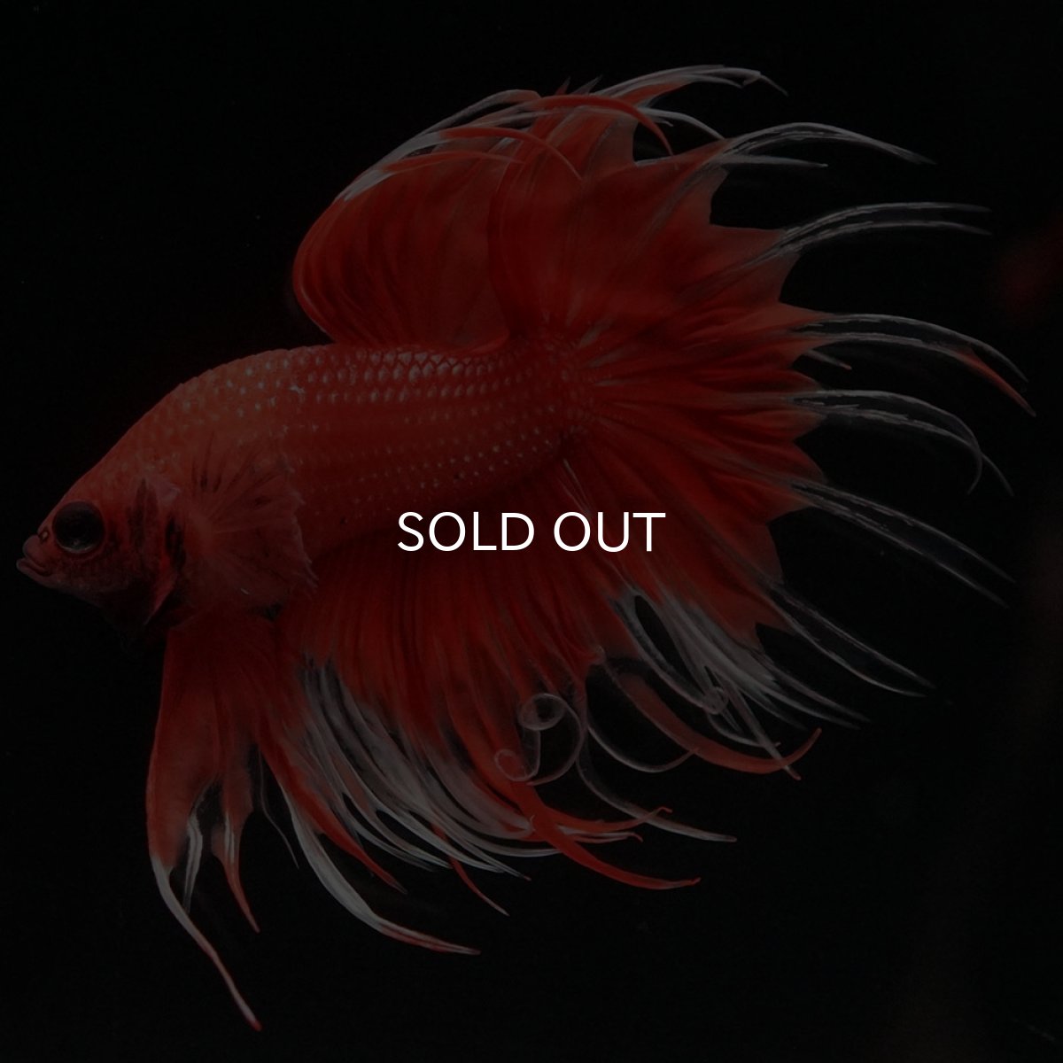 画像2: CT オレンジファンシー (2)