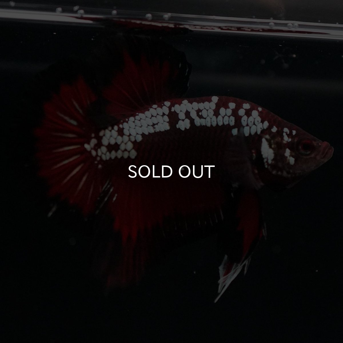 画像4: HMPK　ブラックレッドサムライ (4)