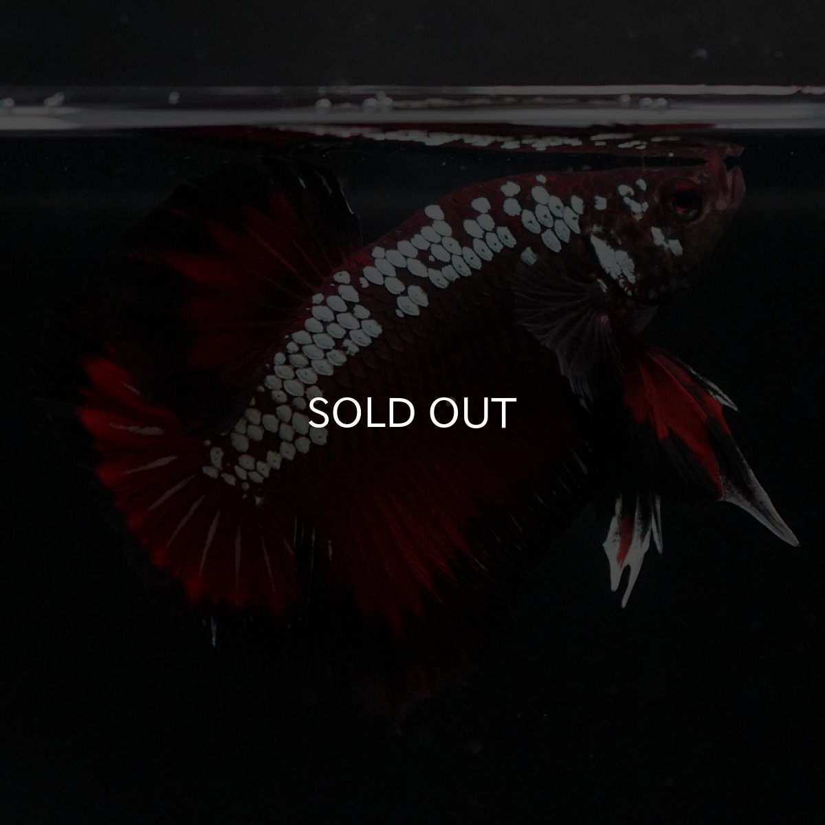 画像2: HMPK　ブラックレッドサムライ (2)