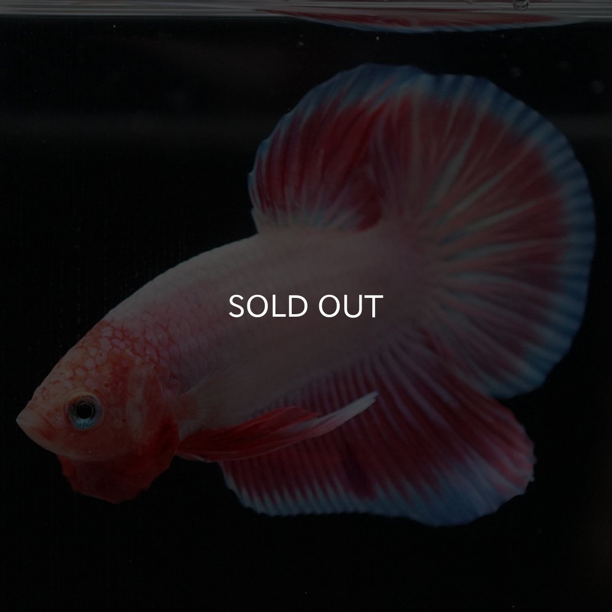 画像3: HMPK ファンシー (3)