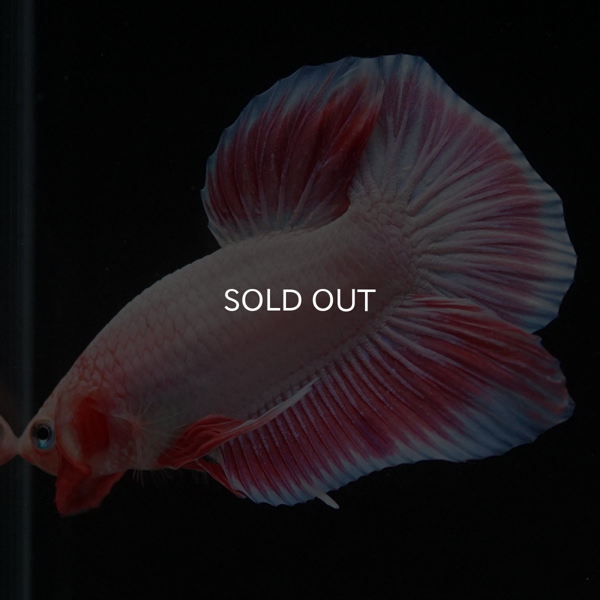 画像5: HMPK ファンシー (5)