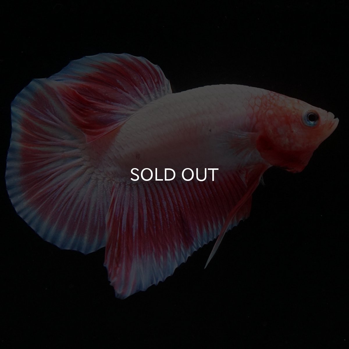 画像7: HMPK ファンシー (7)