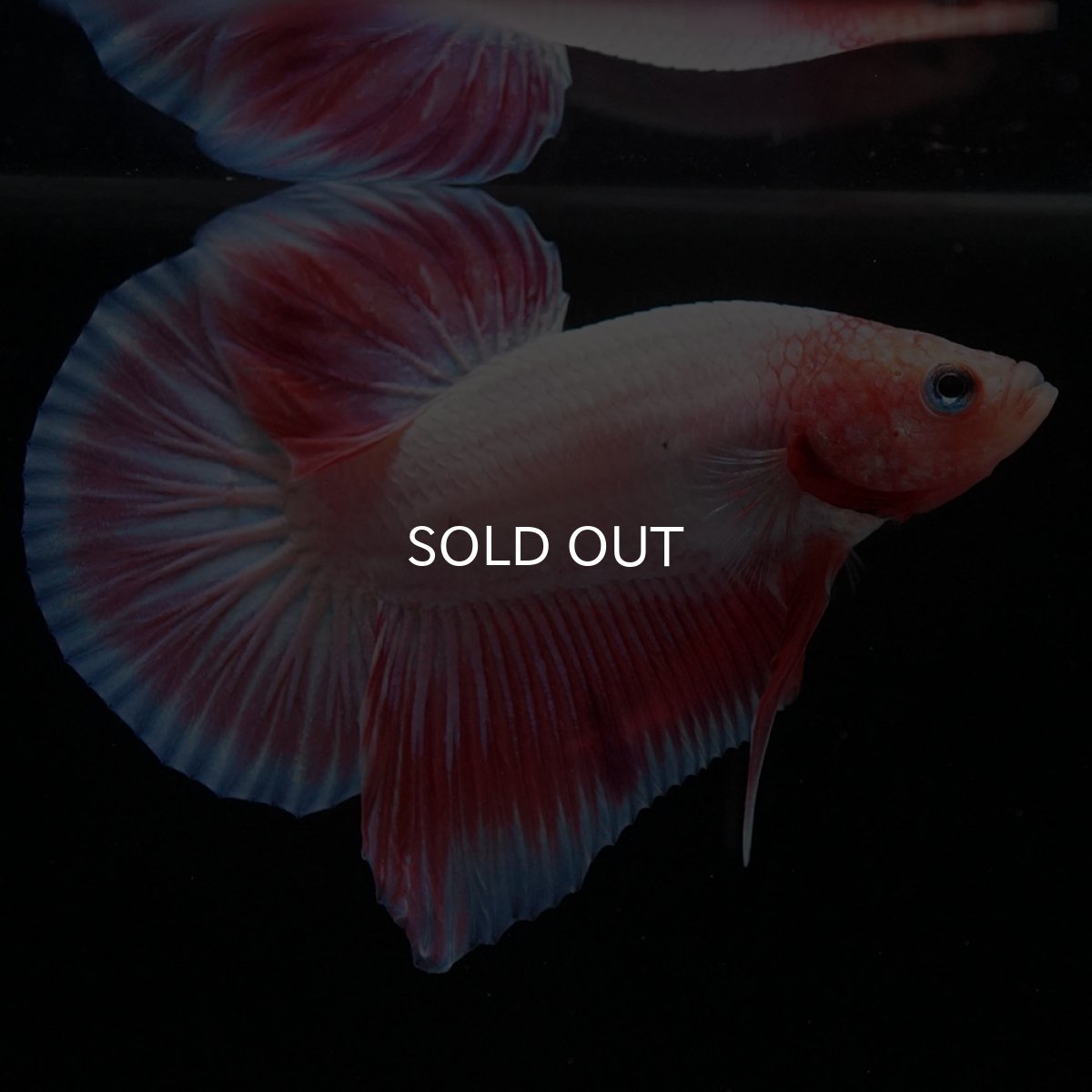 画像6: HMPK ファンシー (6)