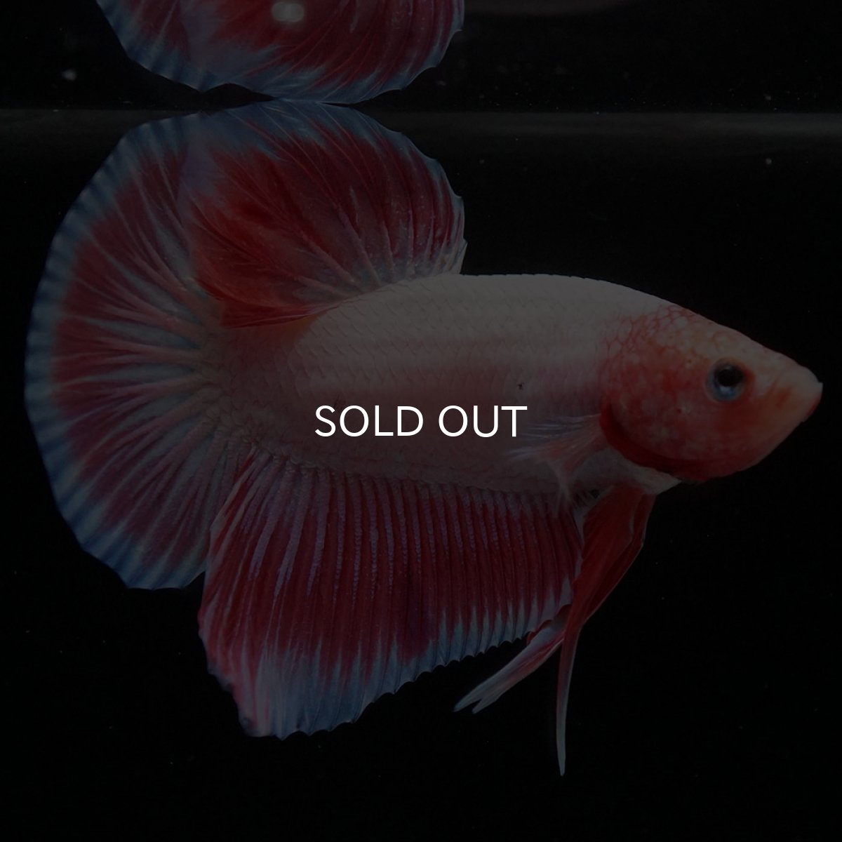 画像4: HMPK ファンシー (4)