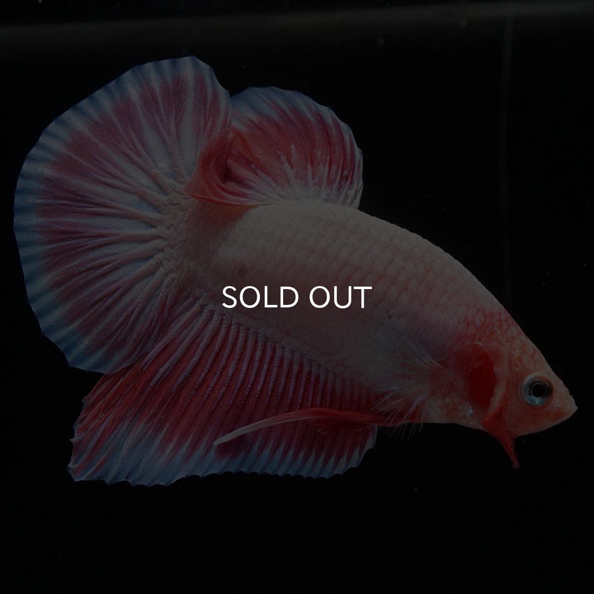 画像2: HMPK ファンシー (2)