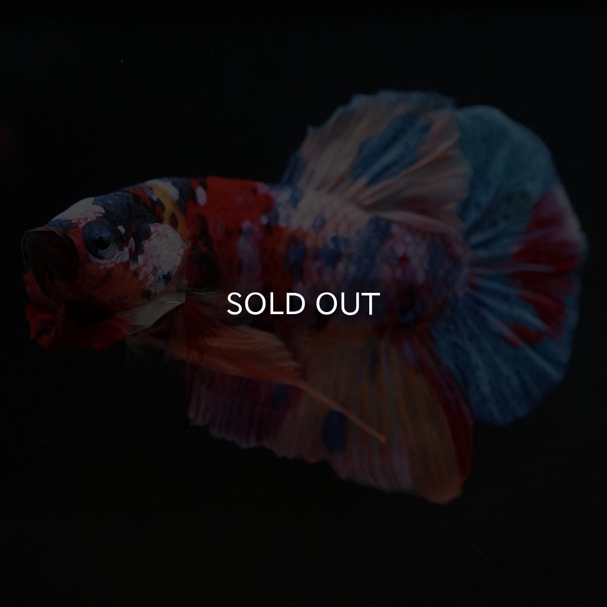 画像8: HMPK　キャンディギャラクシー (8)