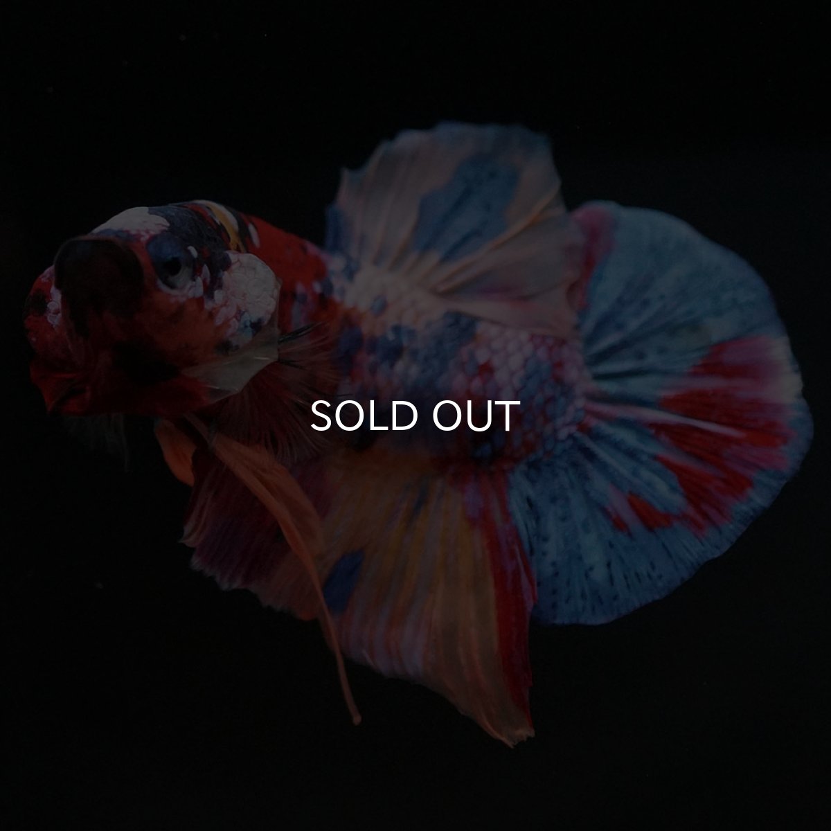 画像7: HMPK　キャンディギャラクシー (7)