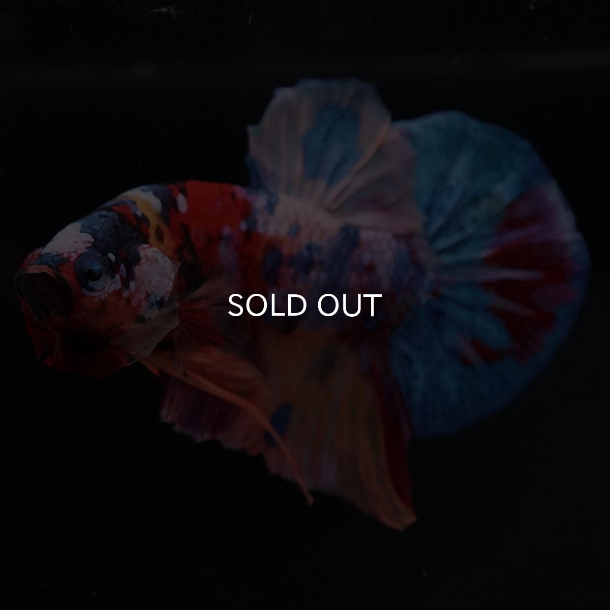 画像3: HMPK　キャンディギャラクシー (3)