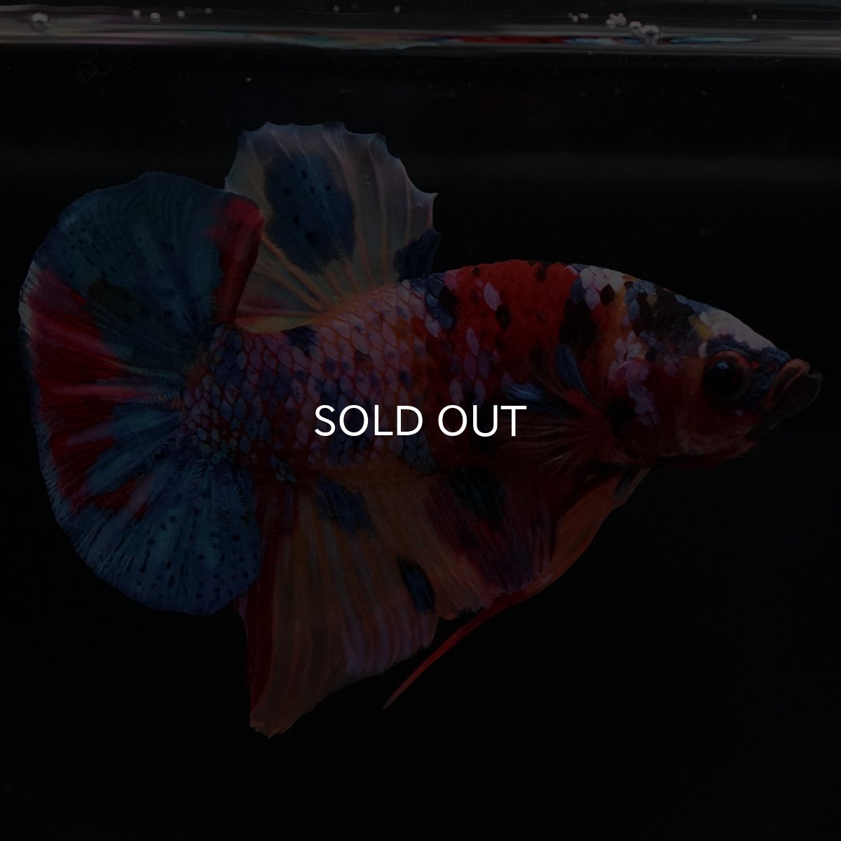 画像6: HMPK　キャンディギャラクシー (6)