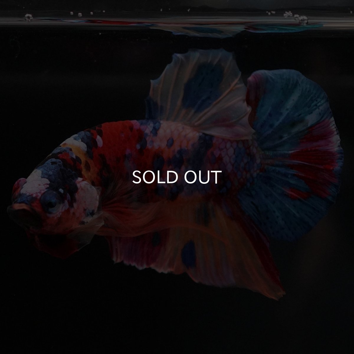 画像5: HMPK　キャンディギャラクシー (5)