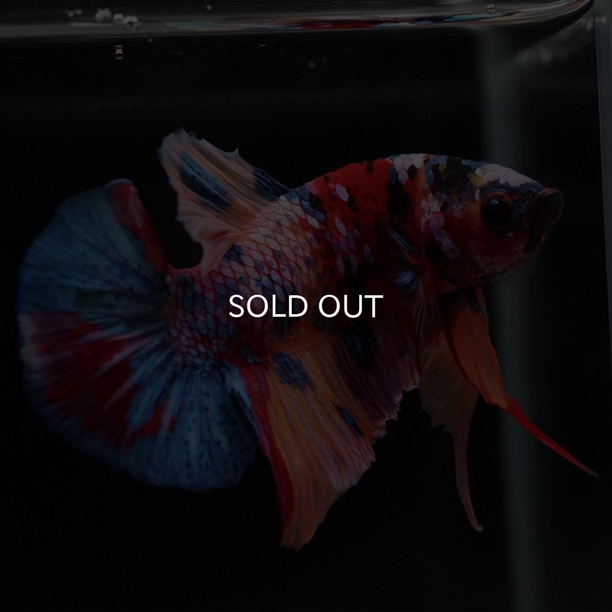 画像4: HMPK　キャンディギャラクシー (4)