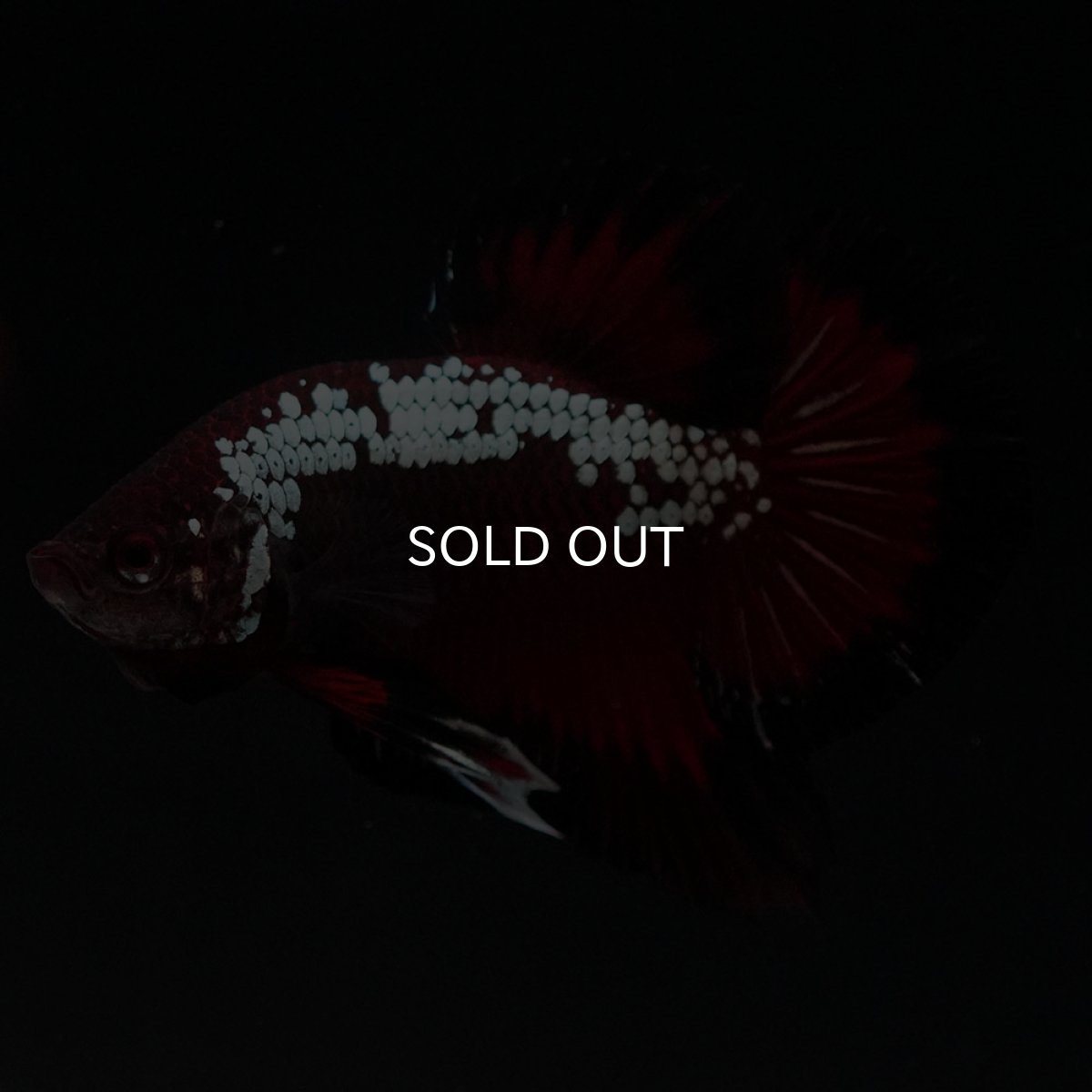 画像6: HMPK　ブラックレッドサムライ (6)