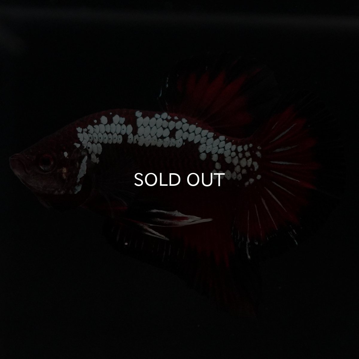 画像3: HMPK　ブラックレッドサムライ (3)