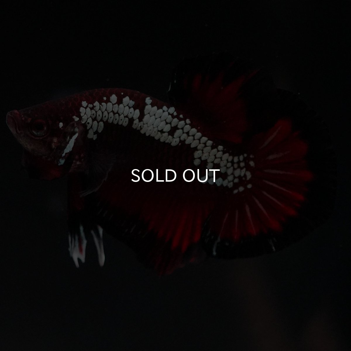 画像5: HMPK　ブラックレッドサムライ (5)