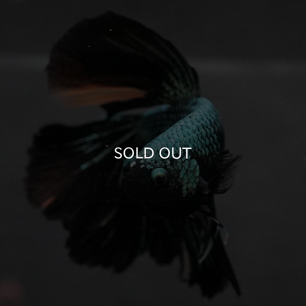 画像3: GHM ブルーブラック (3)