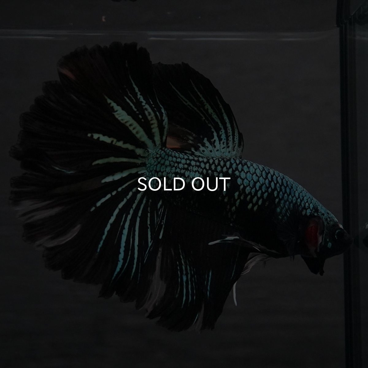 画像6: GHM ブルーブラック (6)