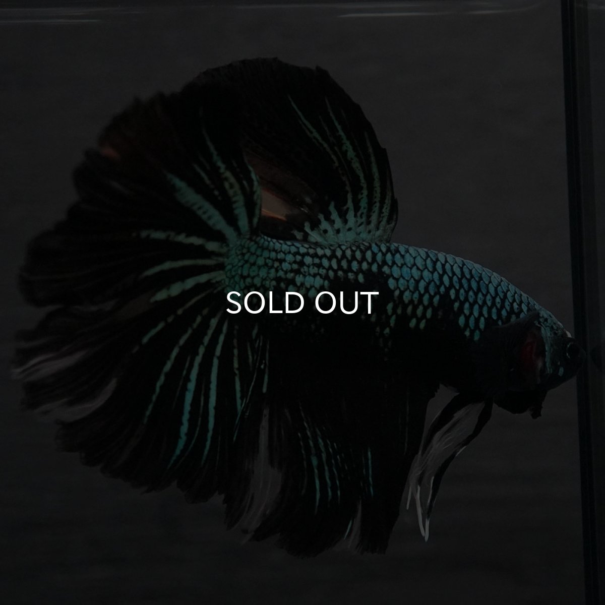 画像4: GHM ブルーブラック (4)