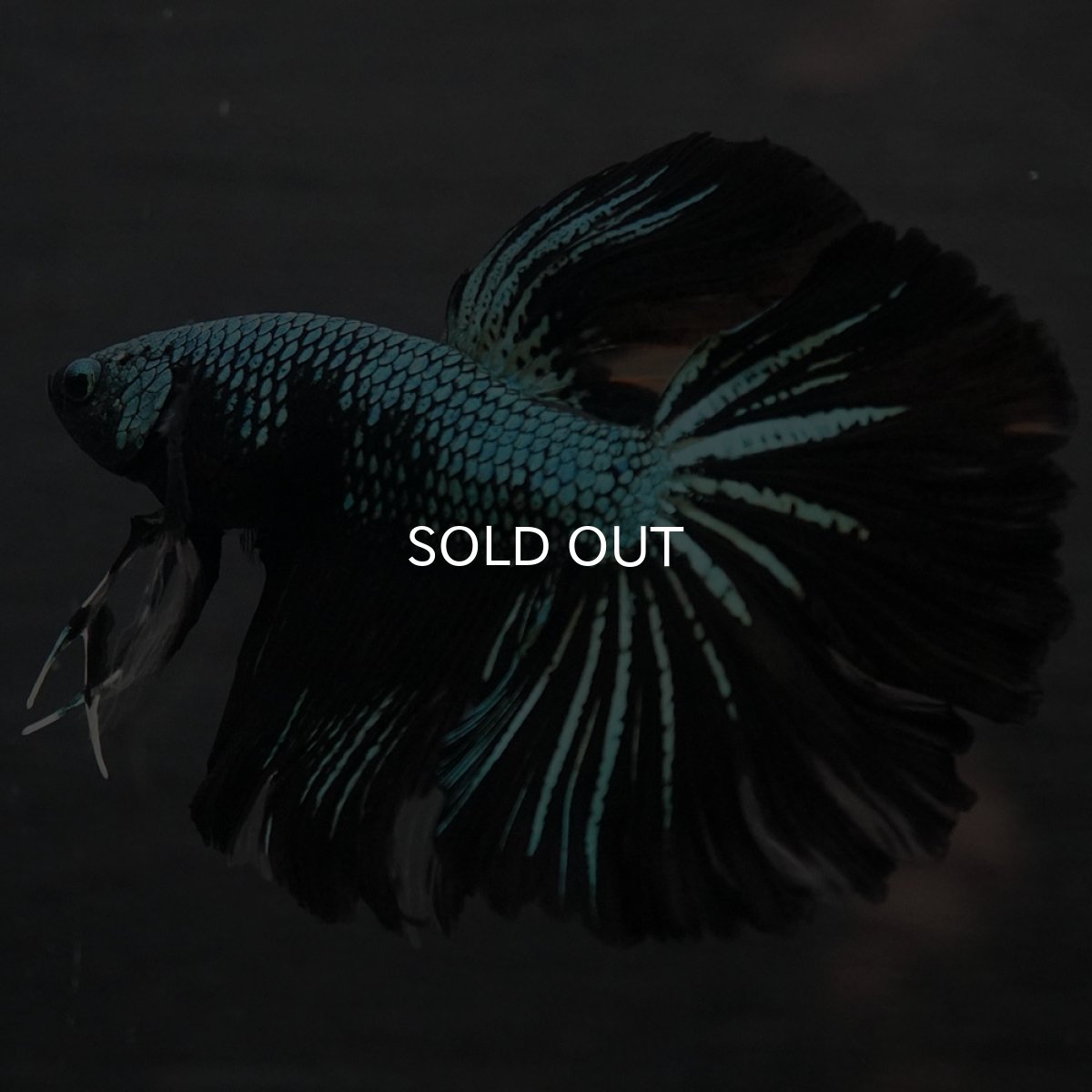 画像2: GHM ブルーブラック (2)